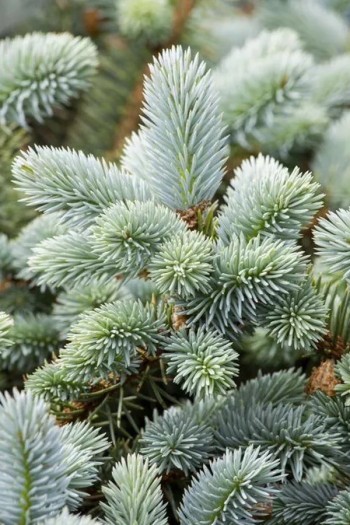 Ялина колюча блакитна Маджестік Блю | Picea pungens Glauca Majestic Blue | Ель колючая голубая Маджестик Блю
